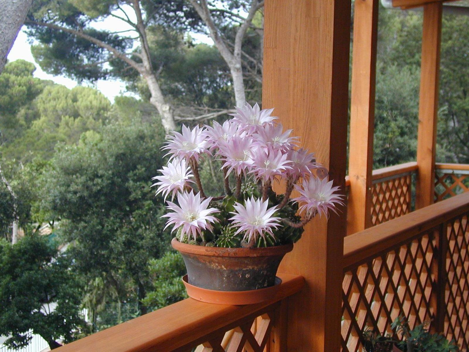 La Casa di Ulisse B&B Quercianella Esterno foto